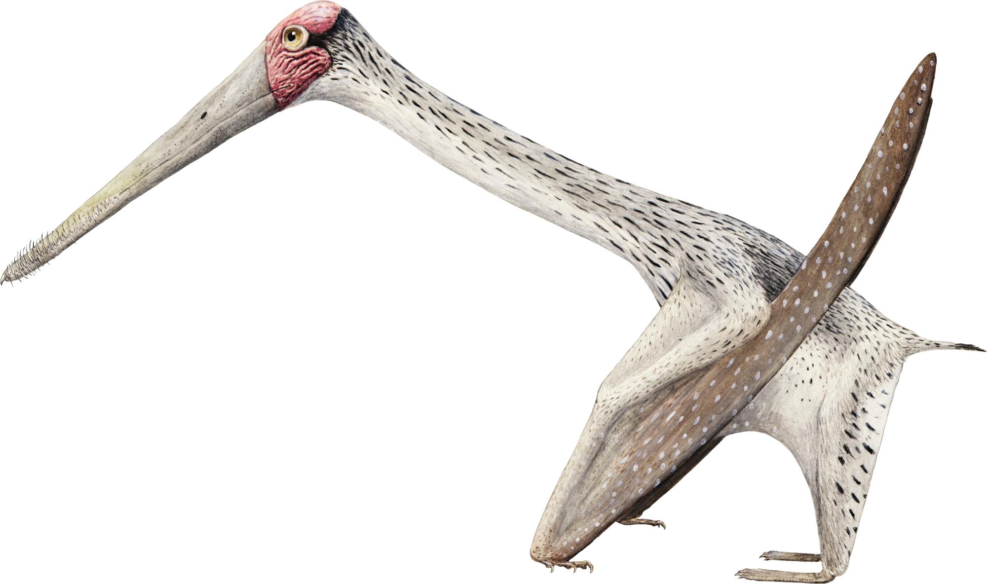 Forfexopterus Forfexopterus