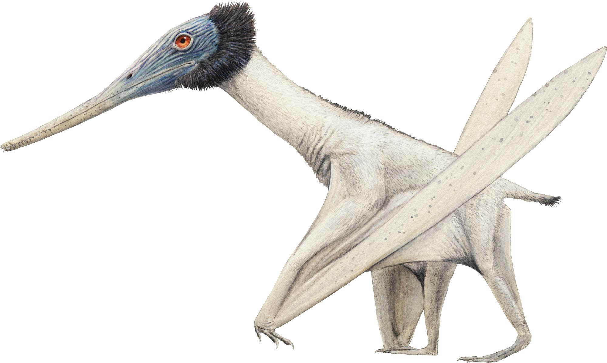 Gladocephaloideus Gladocephaloideus