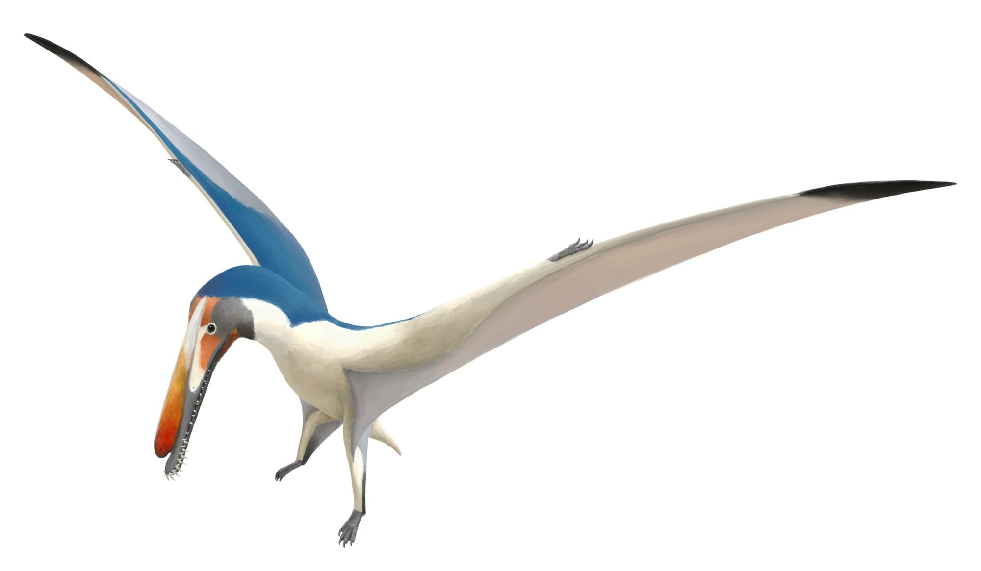 Hamipterus Hamipterus