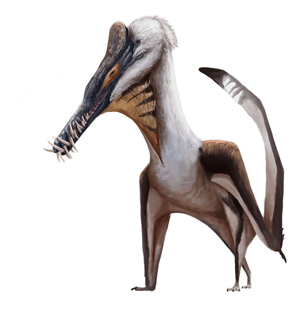 Hasandong Boreopterid