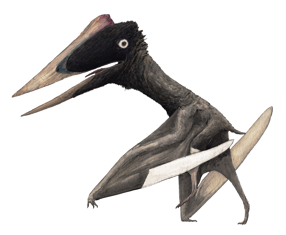 Hateg Island Azhdarchid