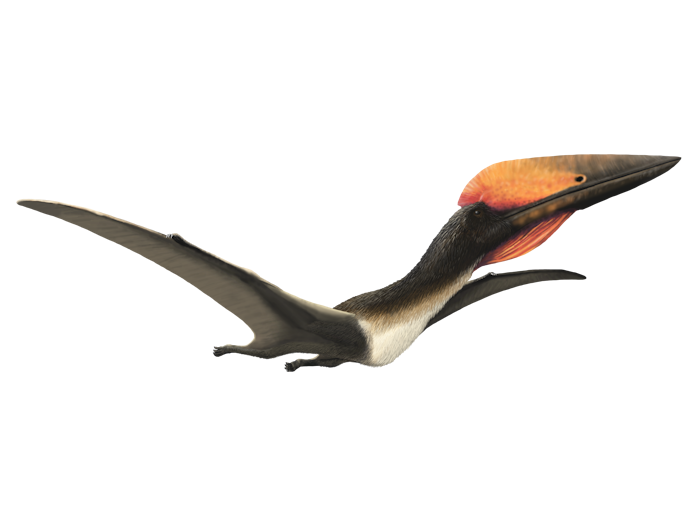 Hatzegopteryx