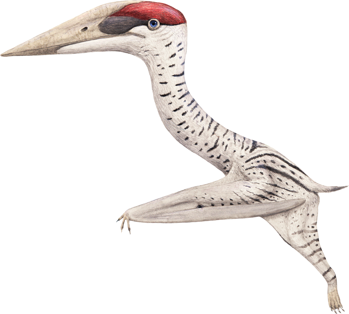 Hornby Island Azhdarchid