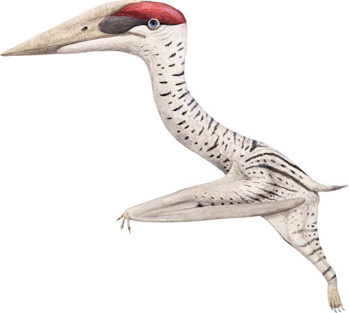 Hornby Island Azhdarchid