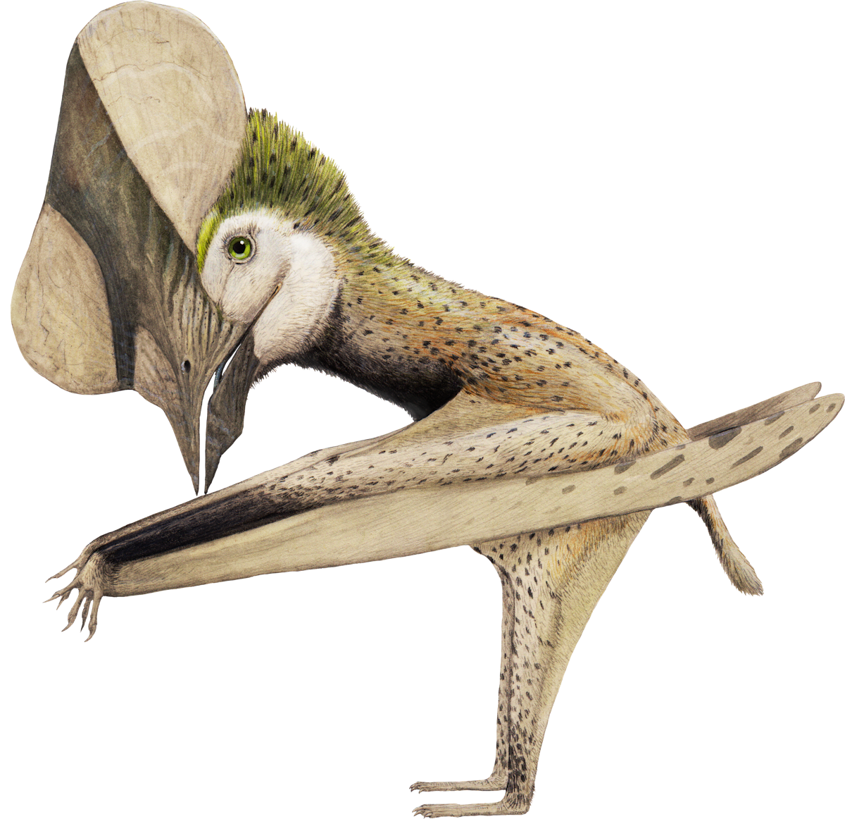 Huaxiapterus
