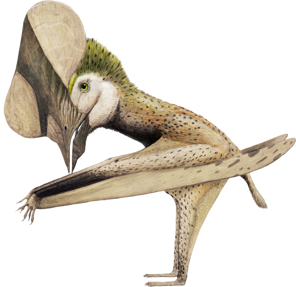 Huaxiapterus