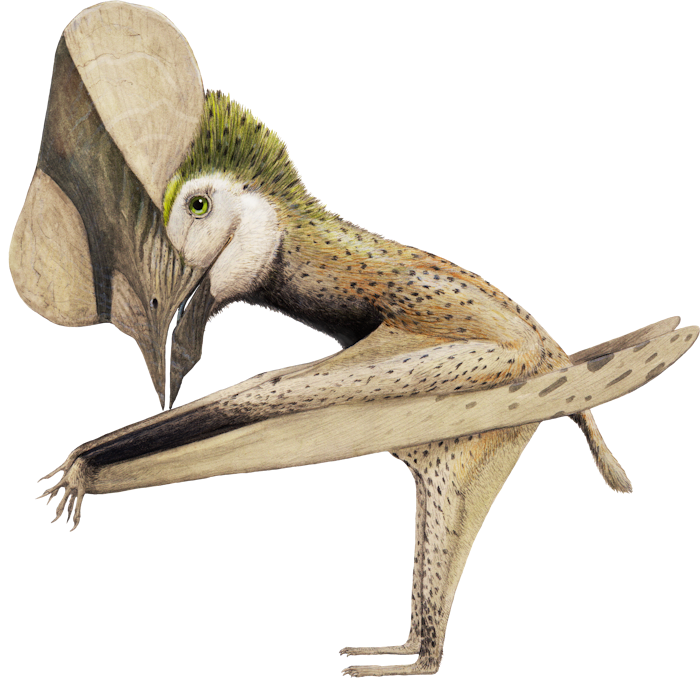 Huaxiapterus