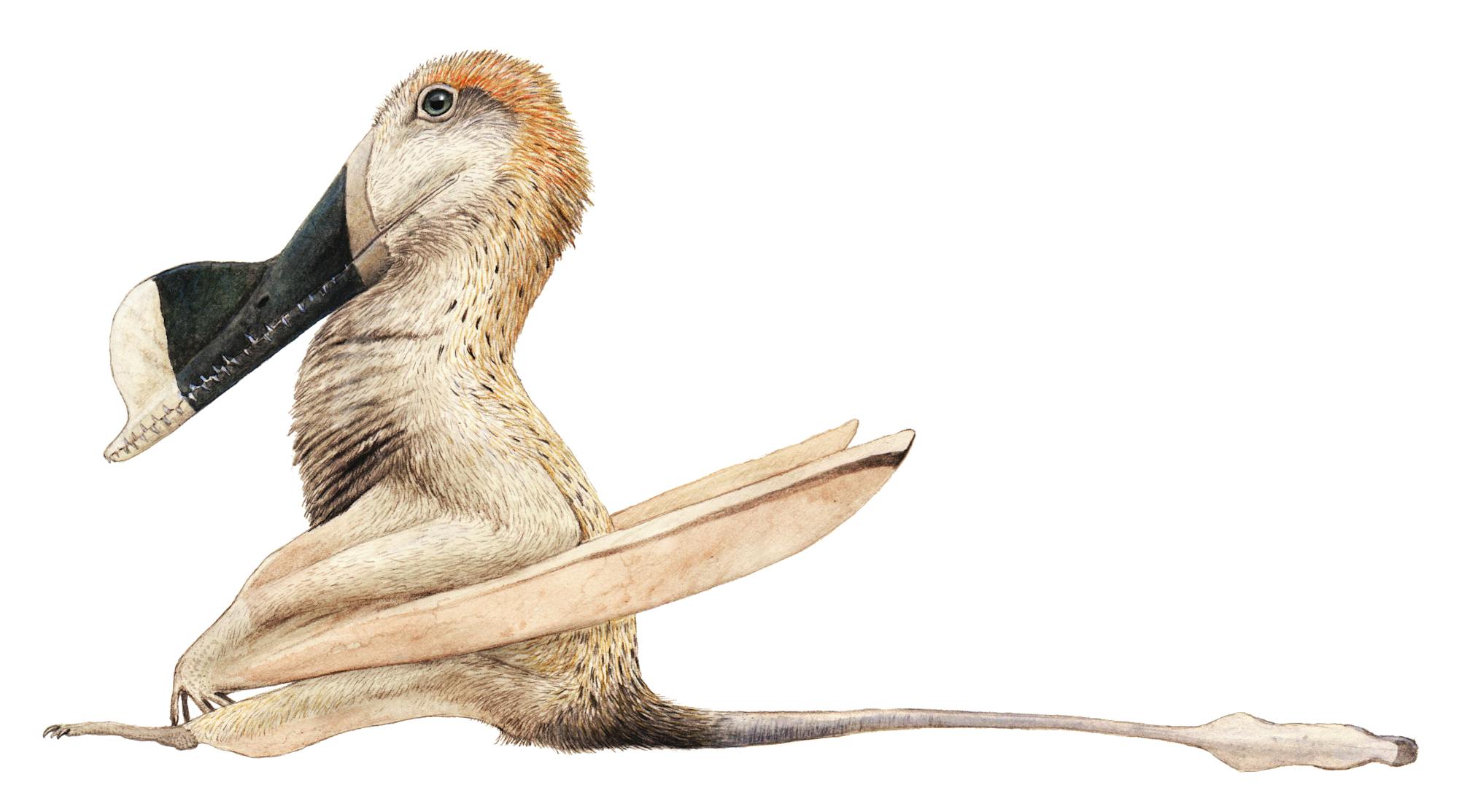 Ian The Wukongopterid - Pteros