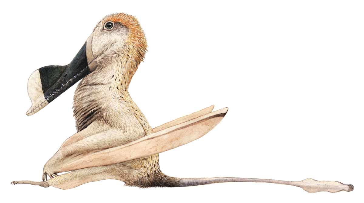 Ian The Wukongopterid