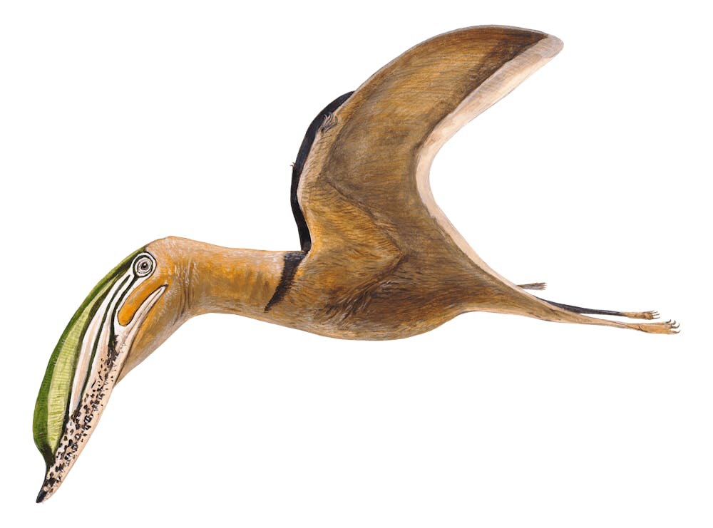 Iberodactylus