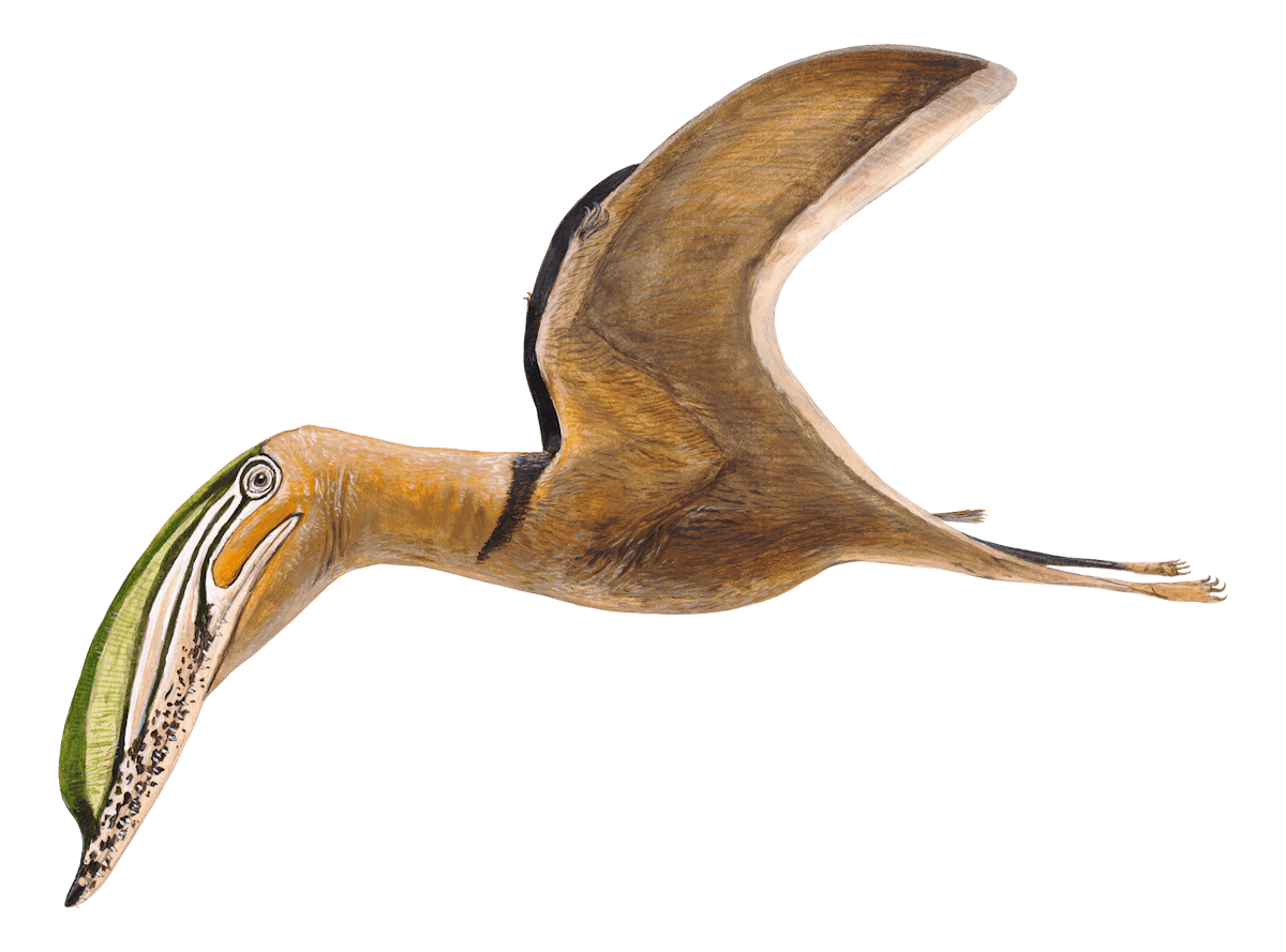 Iberodactylus