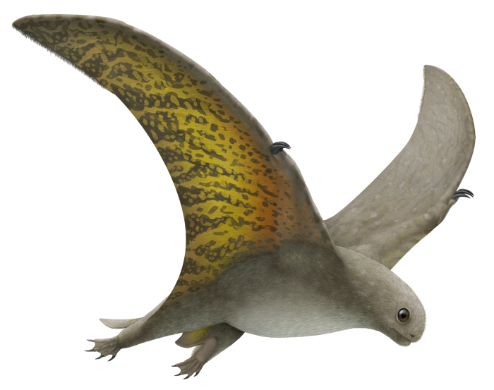 Jeholopterus