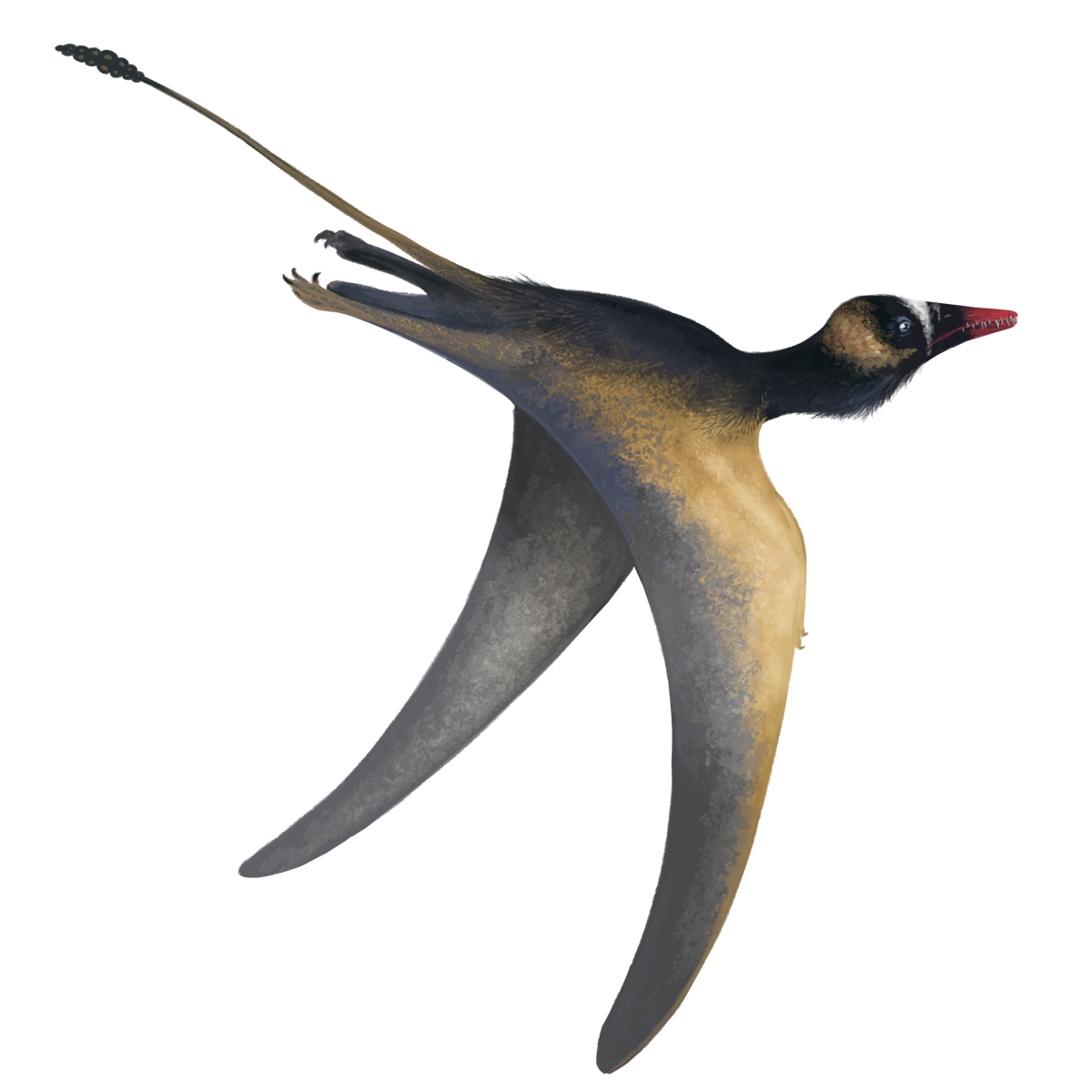Jianchangopterus
