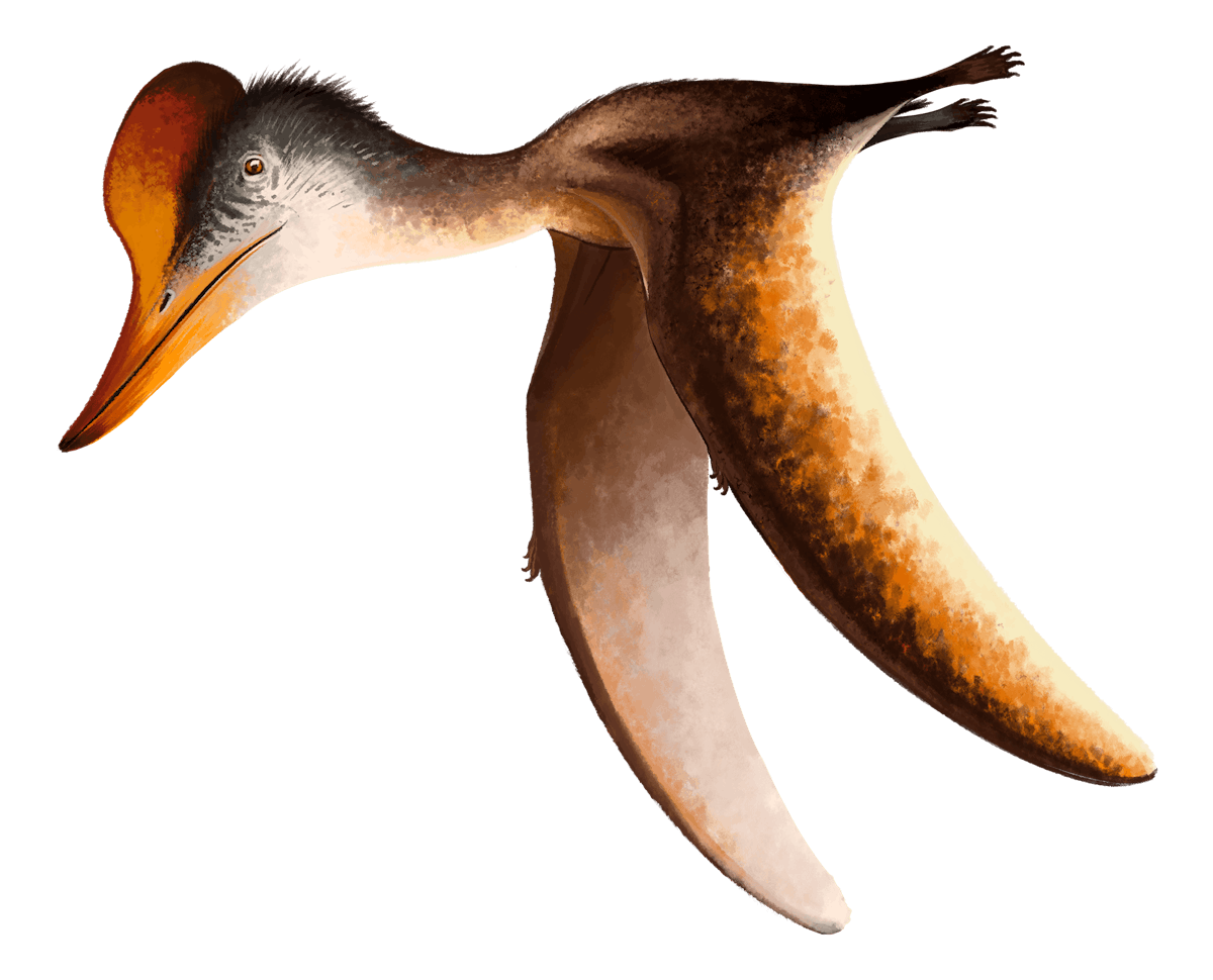 Kepodactylus