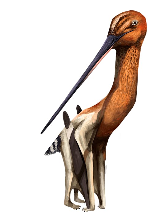 Pteros, The Encyclopedia of Pterosaurs