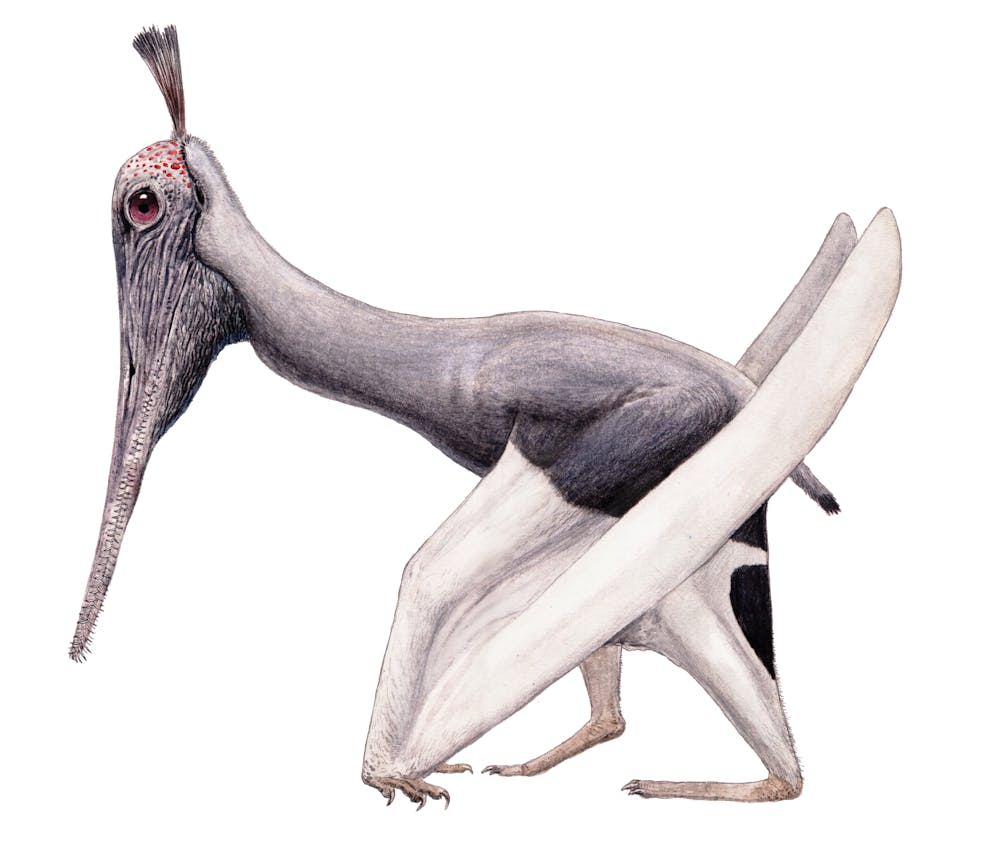 Liaodactylus