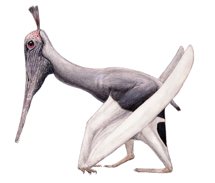 Liaodactylus