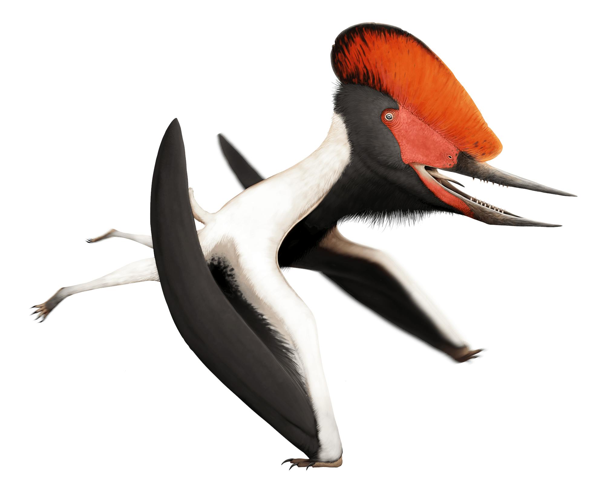 Lonchognathosaurus Lonchognathosaurus