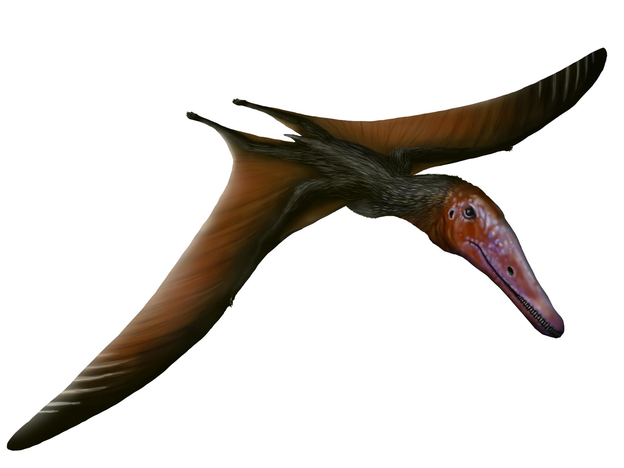 Longchengpterus - Pteros