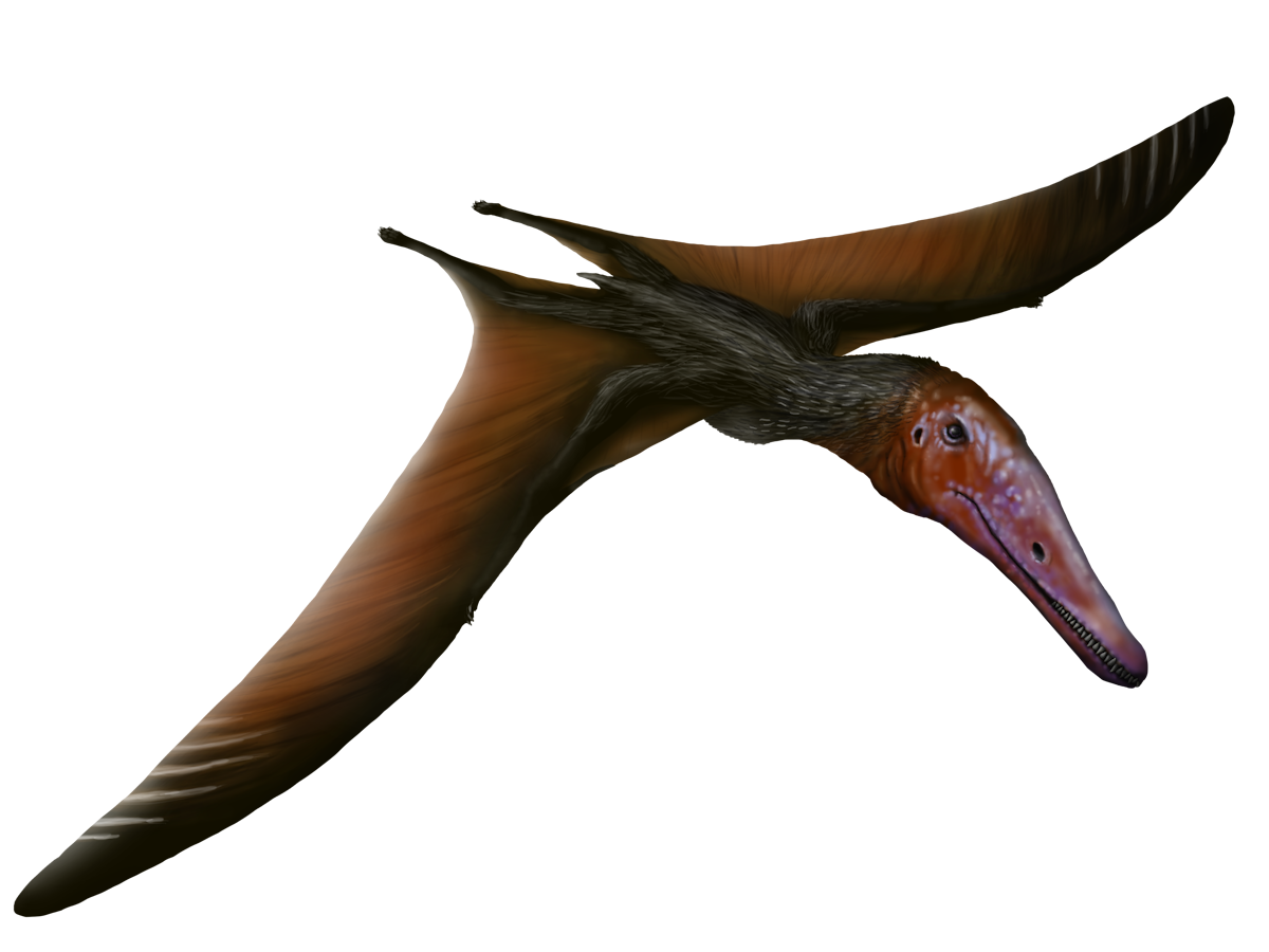 Longchengpterus