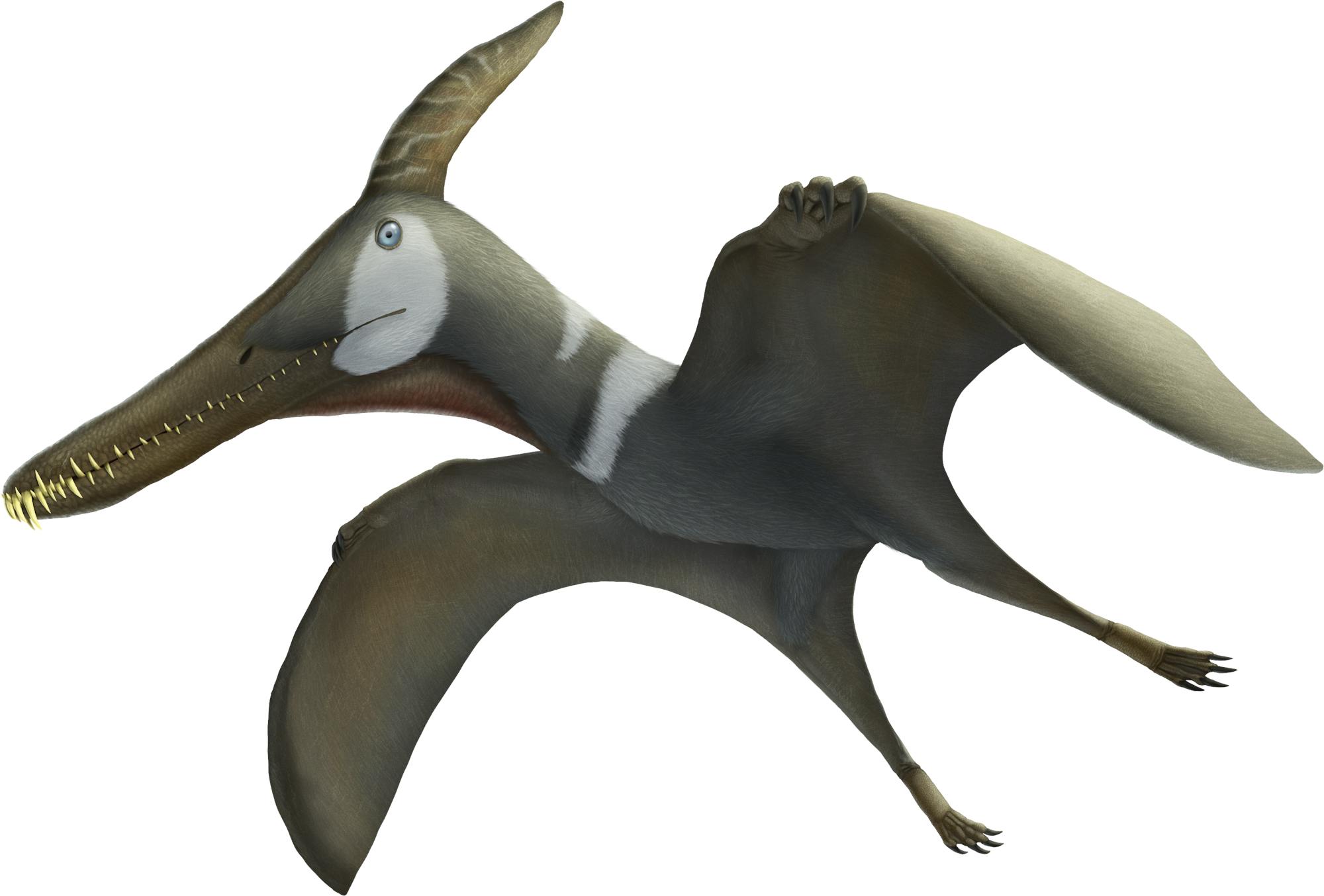 Pteranodon - Pteros