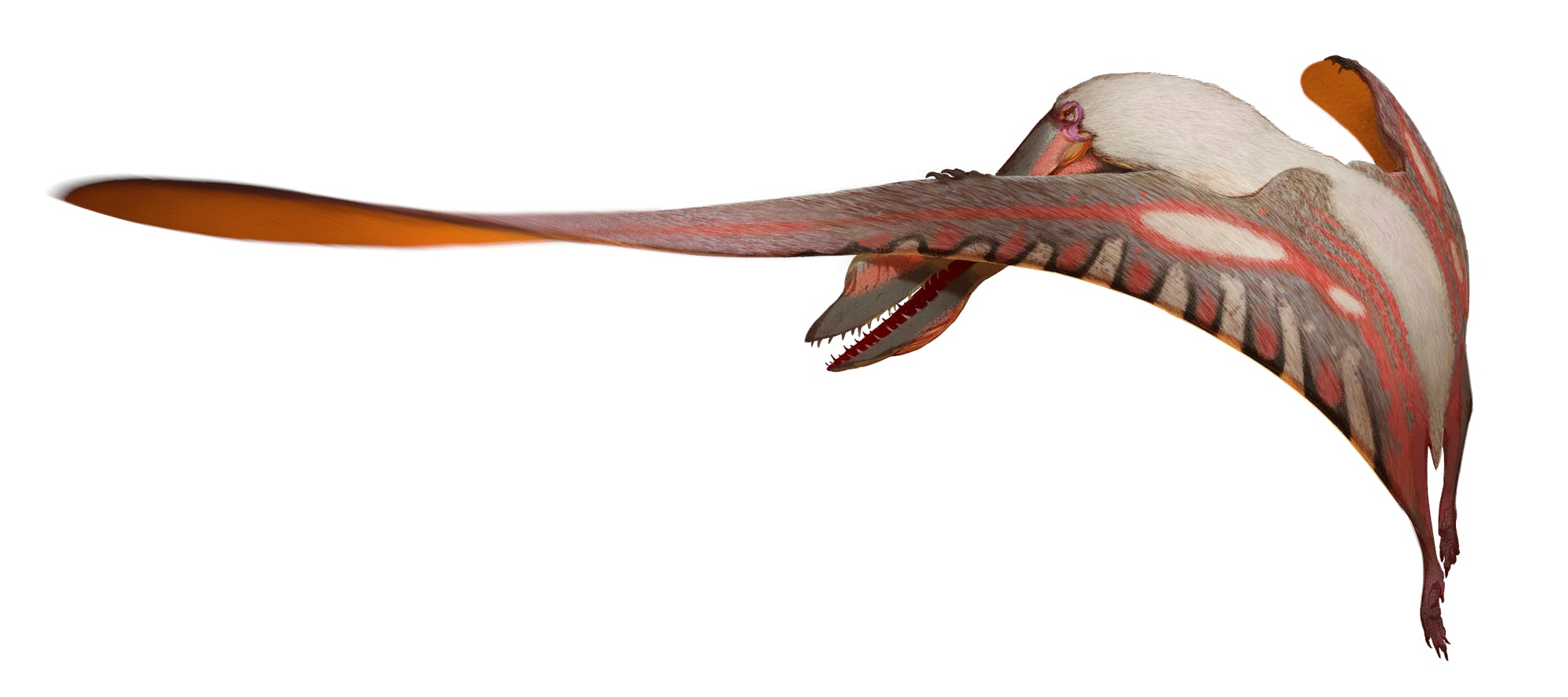Maaradactylus