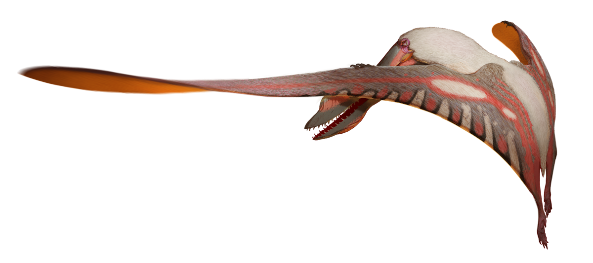 Maaradactylus
