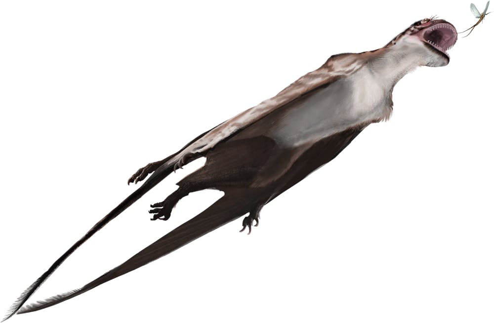 Mesadactylus