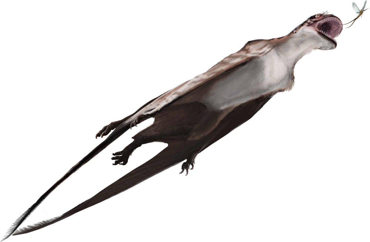 Mesadactylus