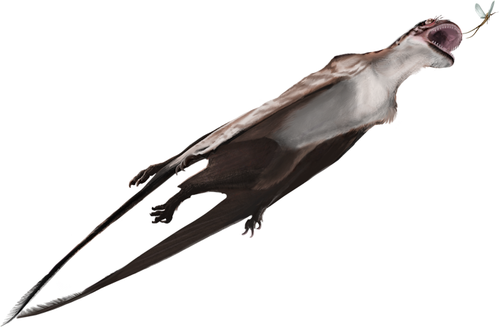 Mesadactylus