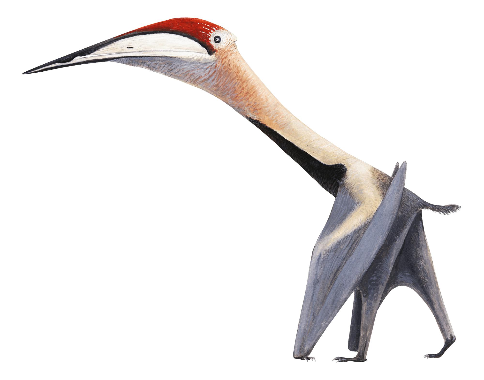 Mistralazhdarcho Mistralazhdarcho