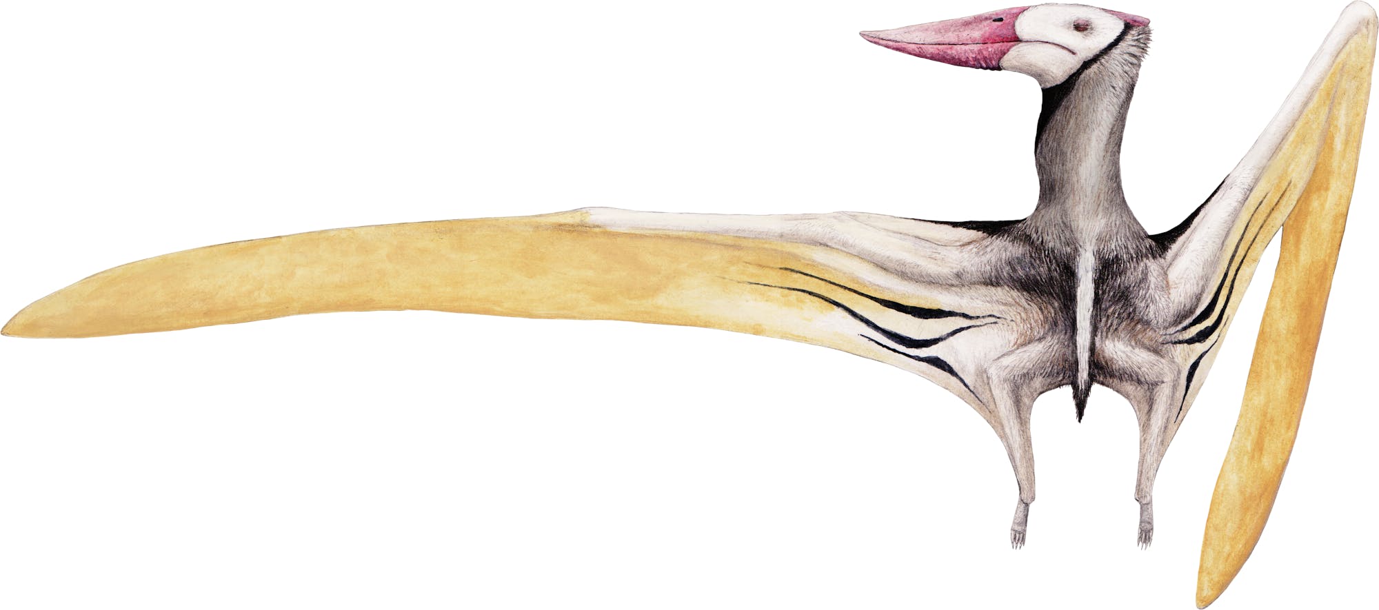 Muzquizopteryx Muzquizopteryx