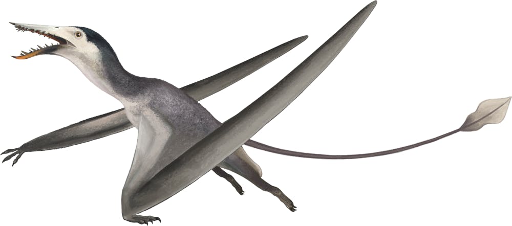 Nesodactylus