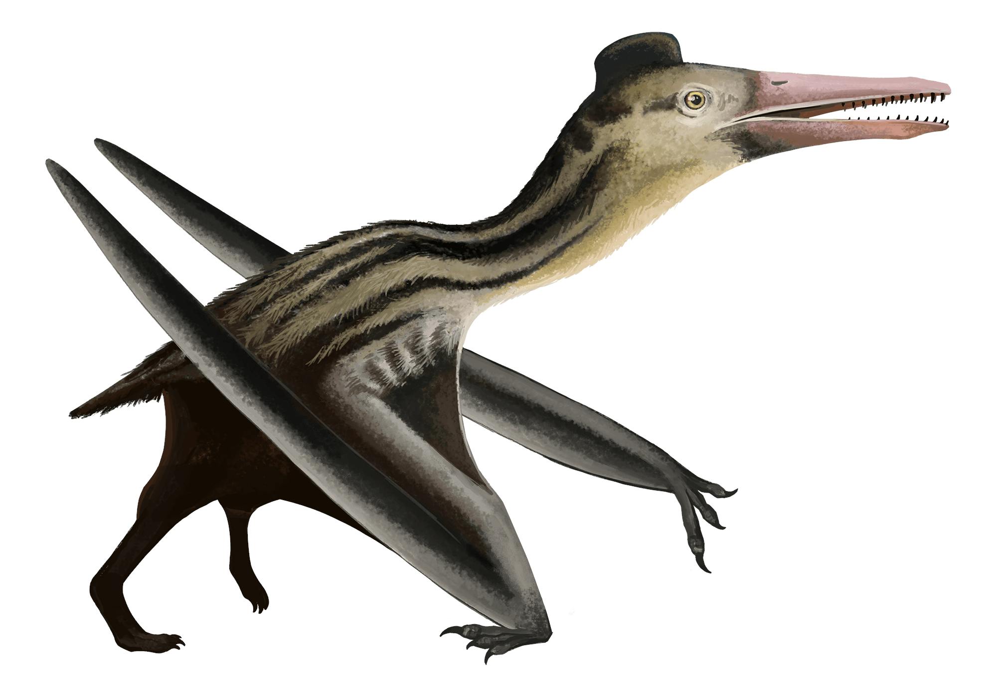 Ningchengopterus Ningchengopterus