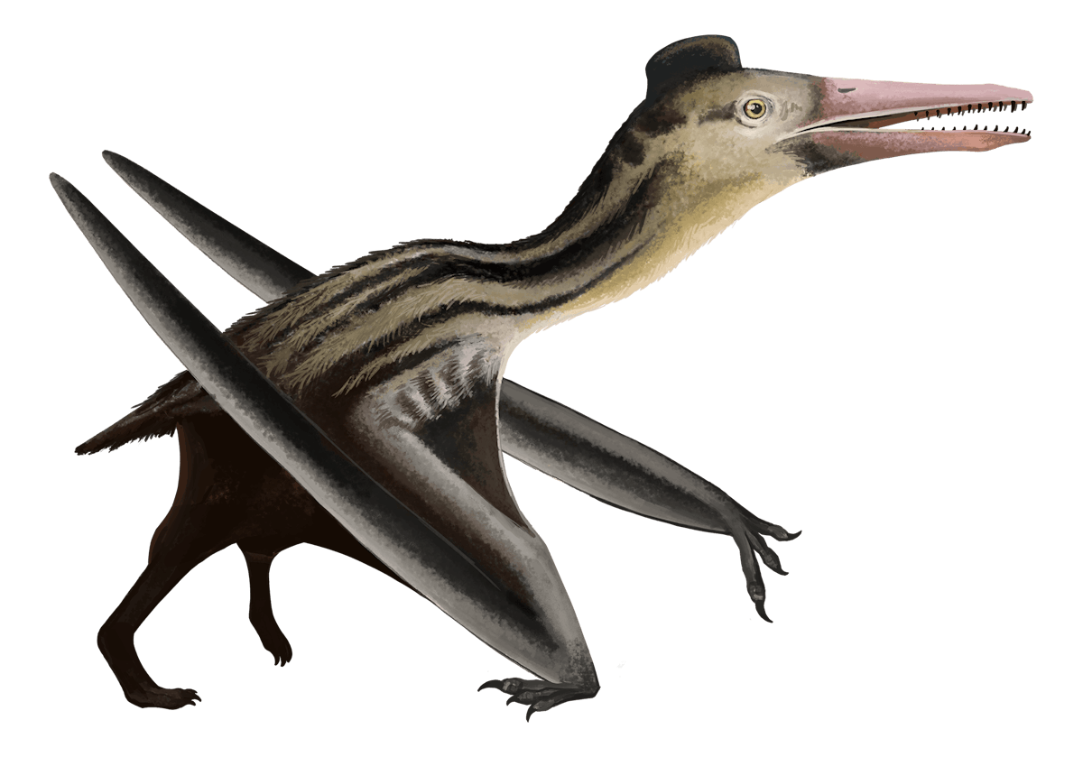 Ningchengopterus