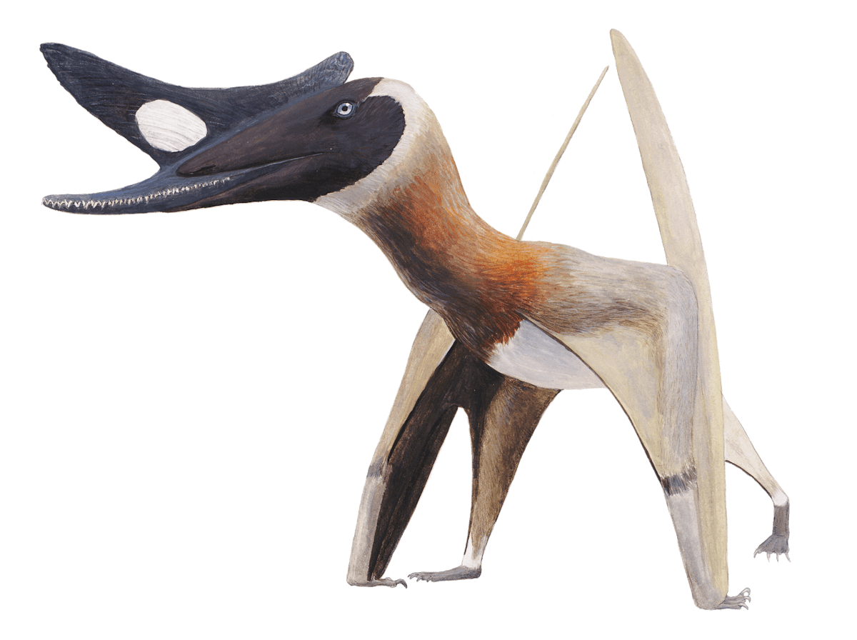 Normannognathus