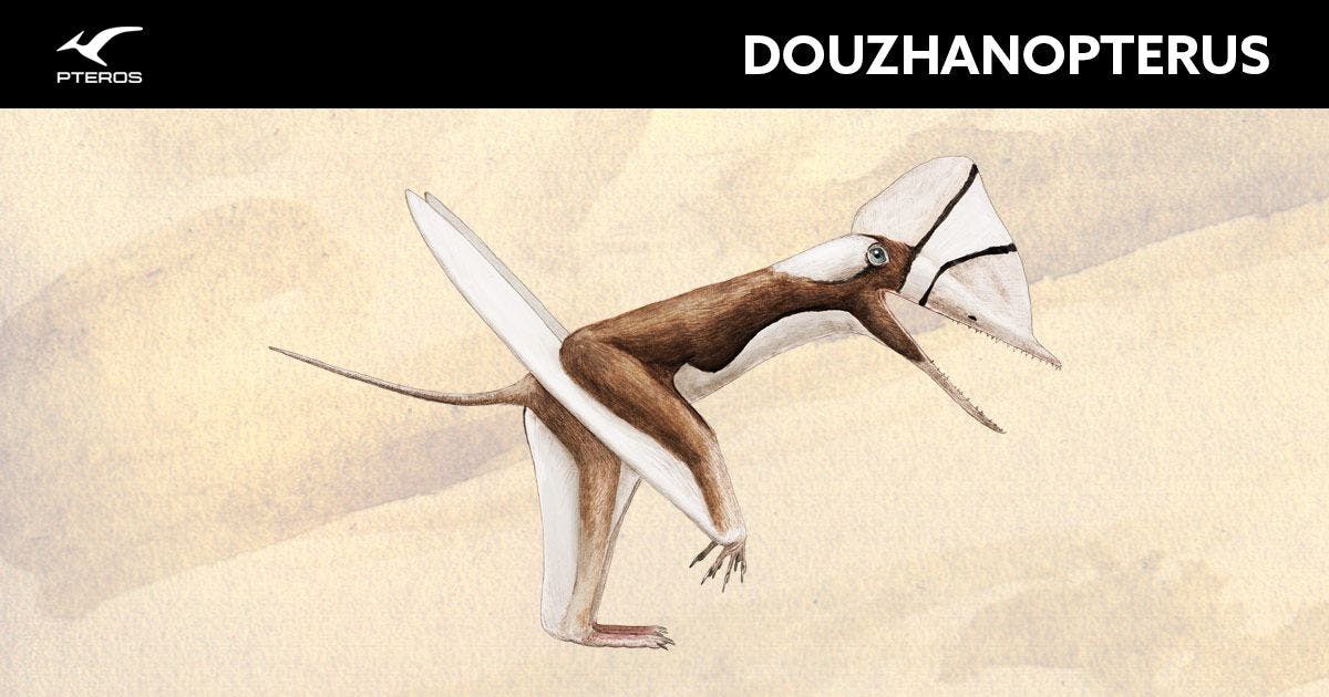 Douzhanopterus Pteros