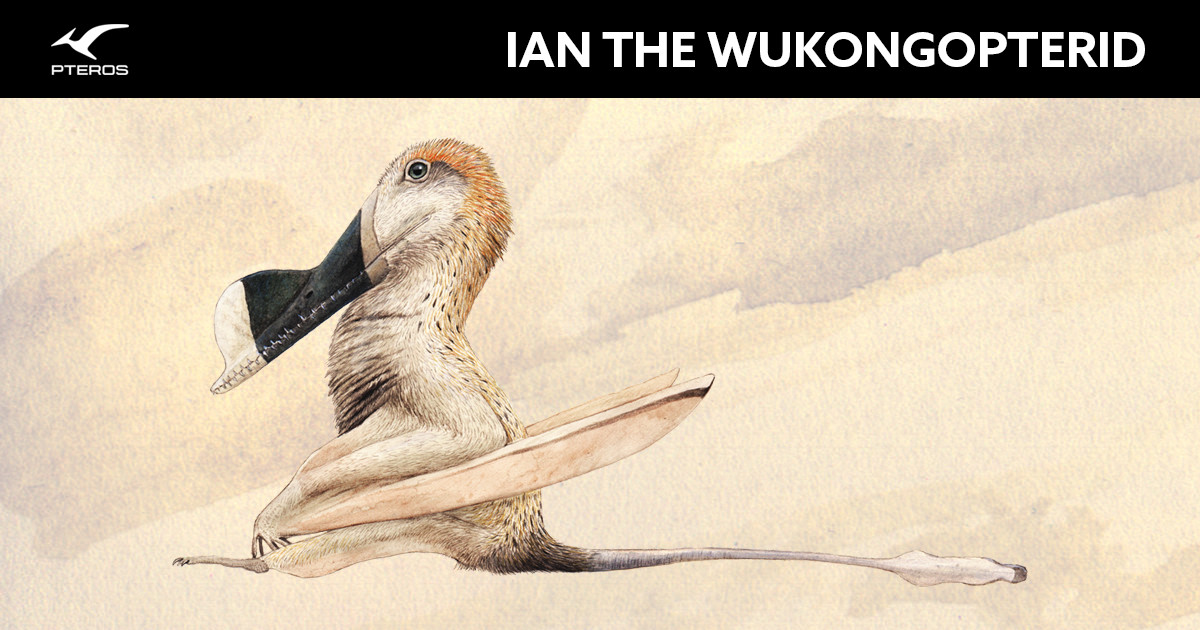 Ian The Wukongopterid - Pteros