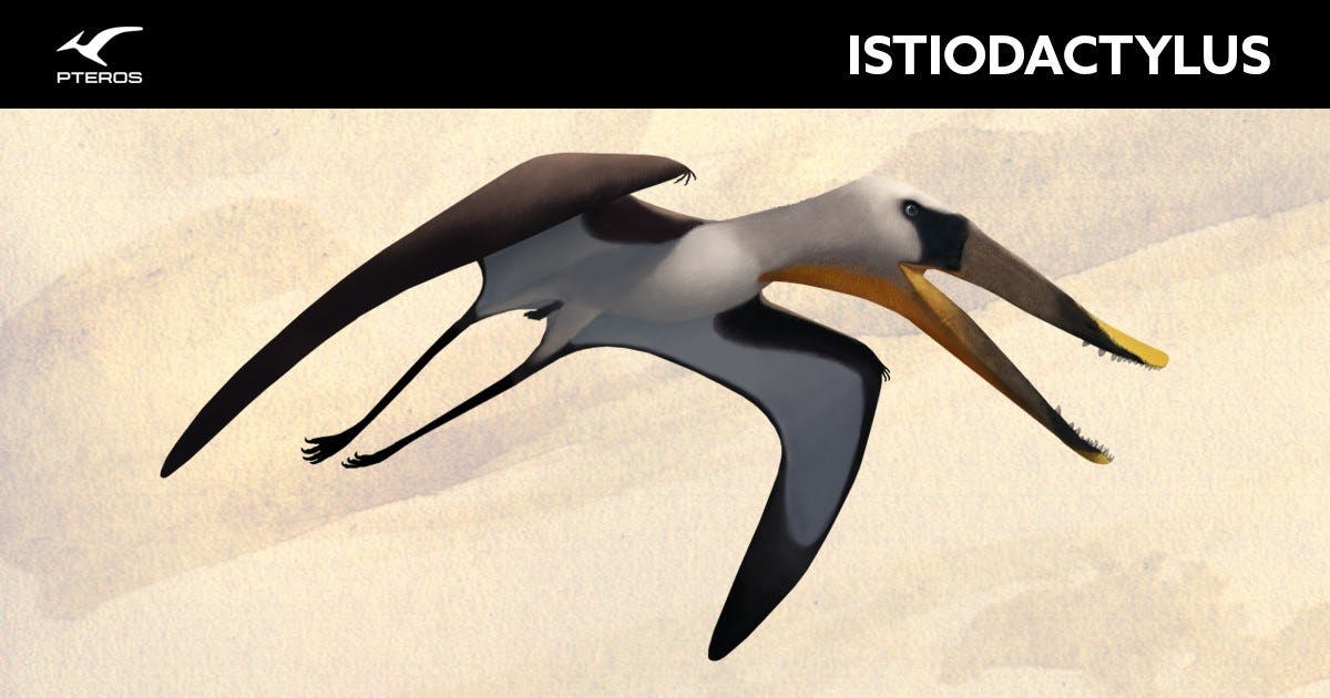 Liaodactylus primus and the ecological evolution of Pterodactyloidea.