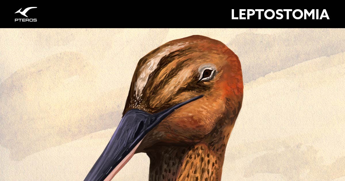 Species New to Science: [Paleontology • 2021] Leptostomia begaaensis • A  Long-billed, Possible Probe-feeding Pterosaur (Pterodactyloidea:  ?Azhdarchoidea) from the mid-Cretaceous of Morocco, North Africa