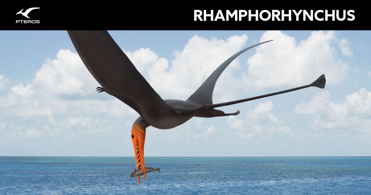 Rhamphorhynchus - Pteros