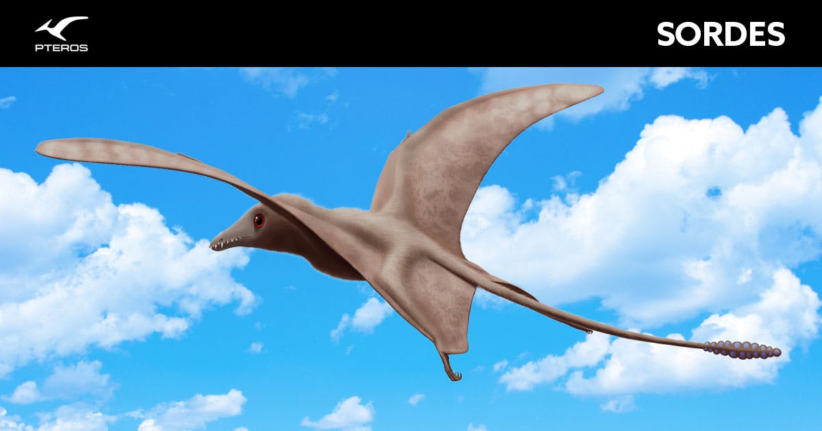 Sordes Pilosus Sordes Pilosus