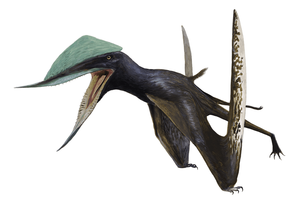 Ordosipterus