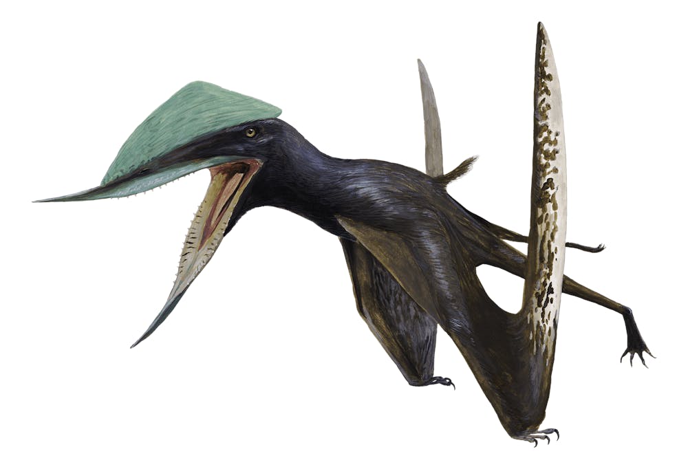 Ordosipterus