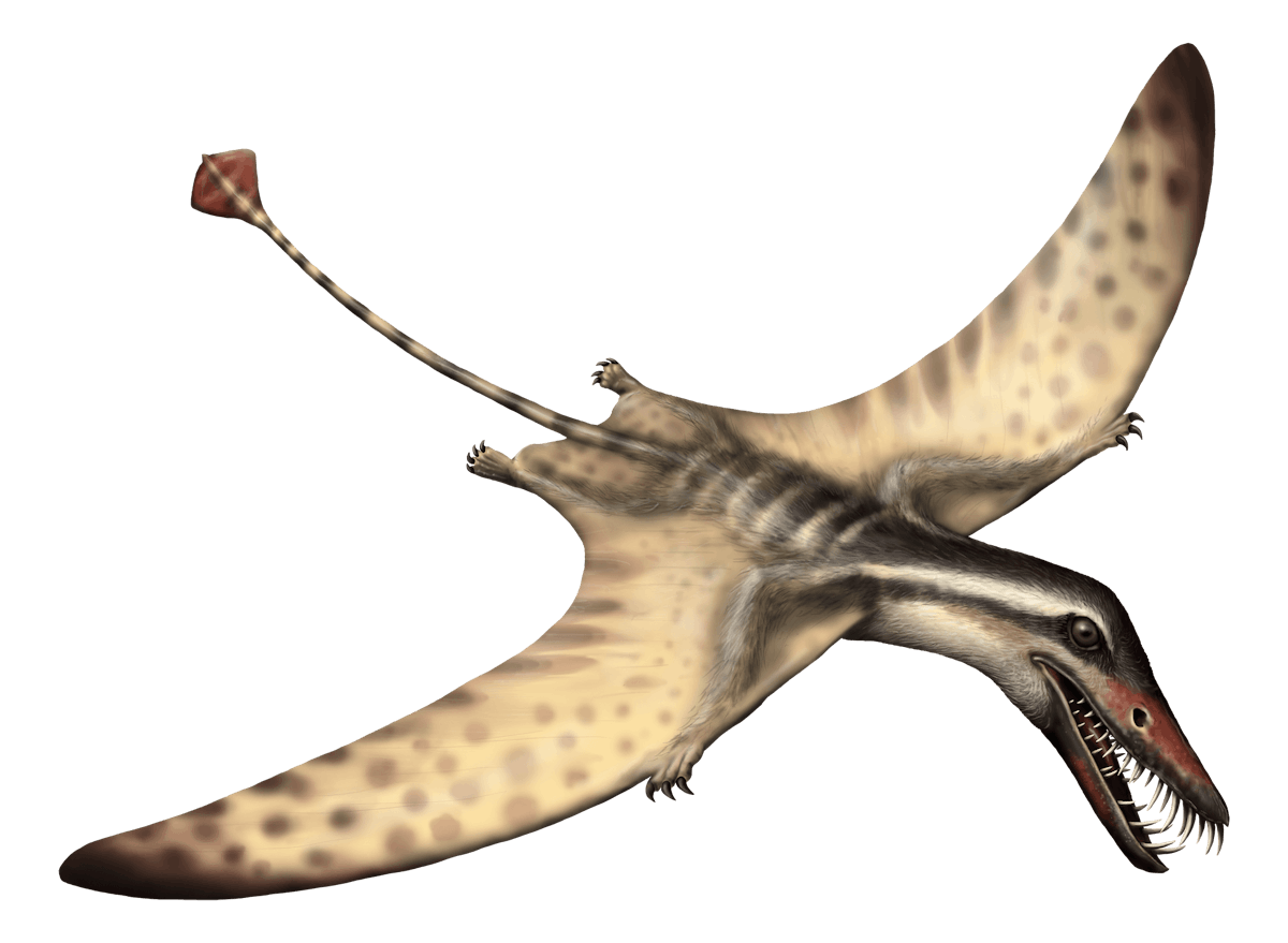 Orientognathus