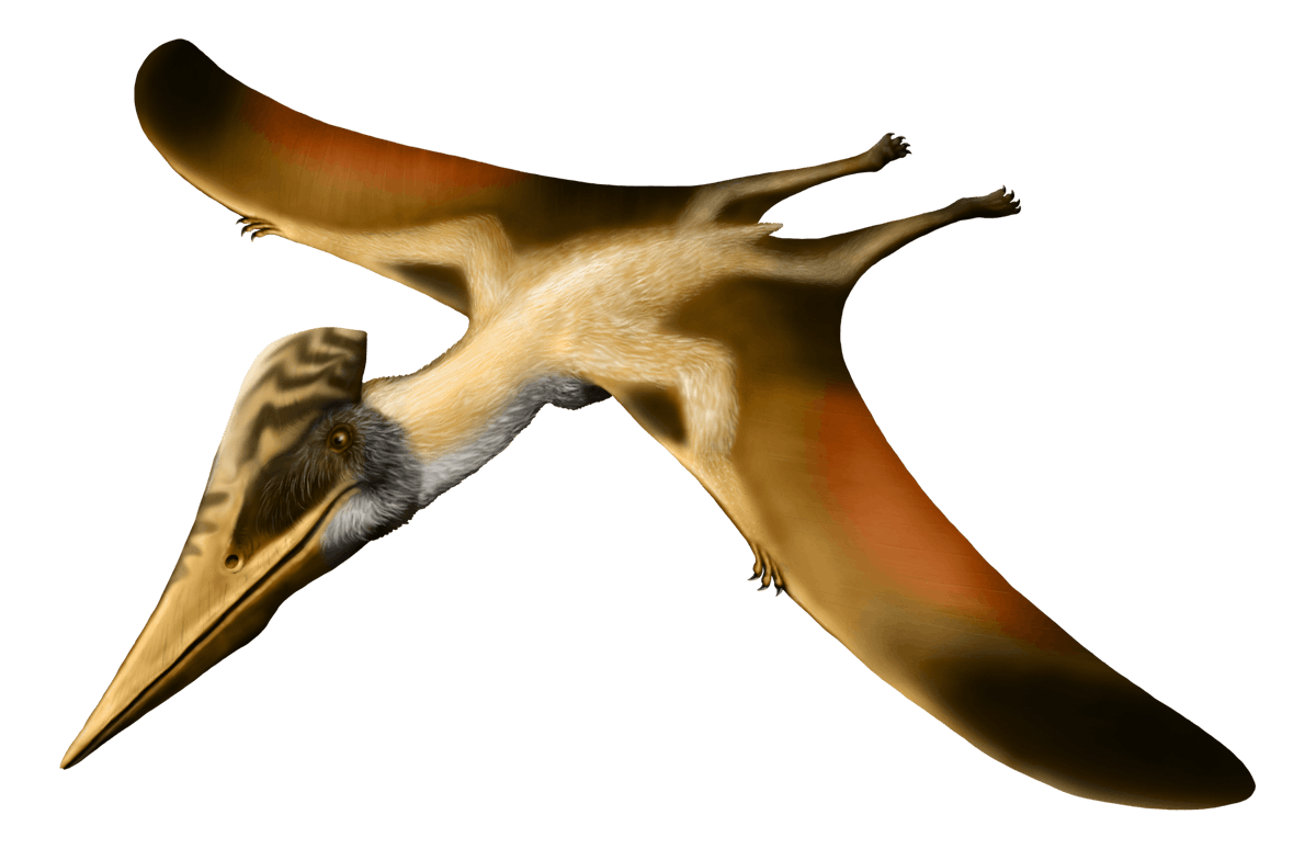 Ornithostoma