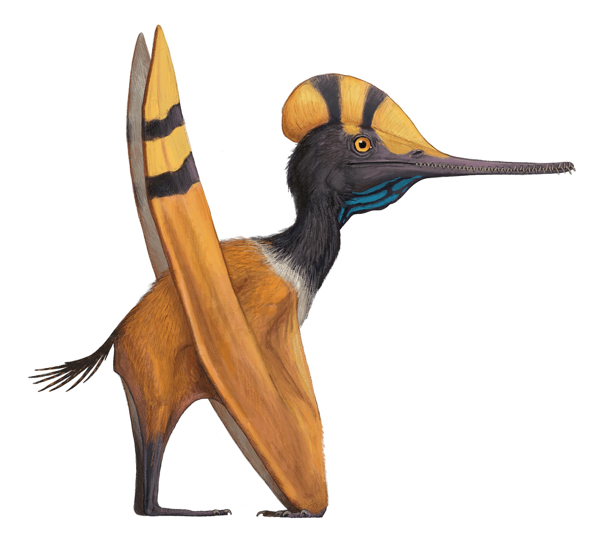 Otogopterus
