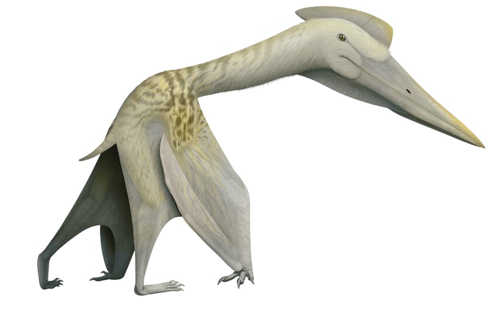 Padrillo Pterosaur