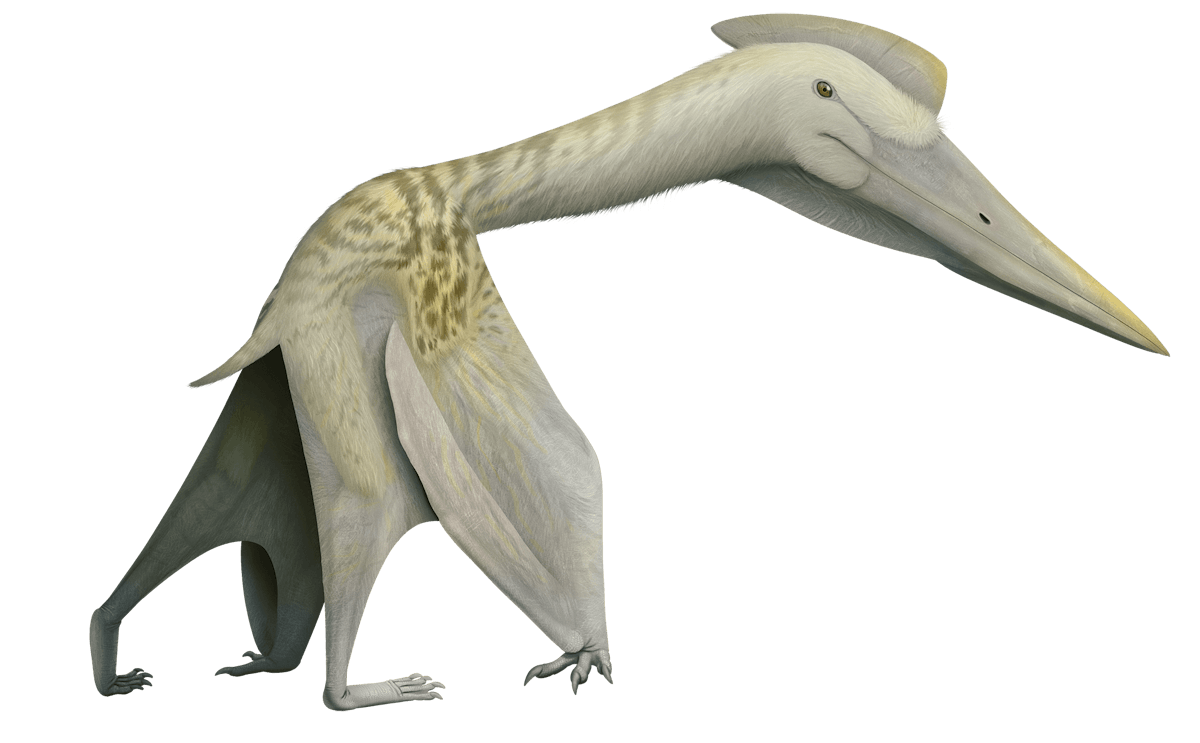 Padrillo Pterosaur