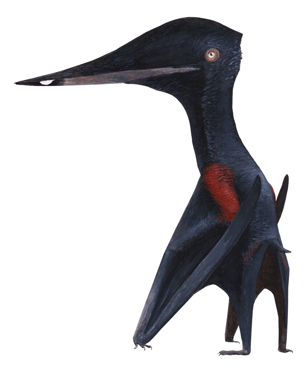 Palaeocursornis